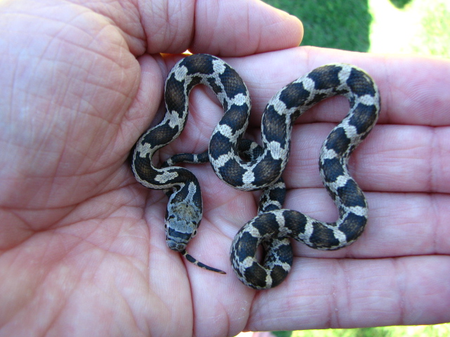 Rat Snakes (Elaphe obsoleta)